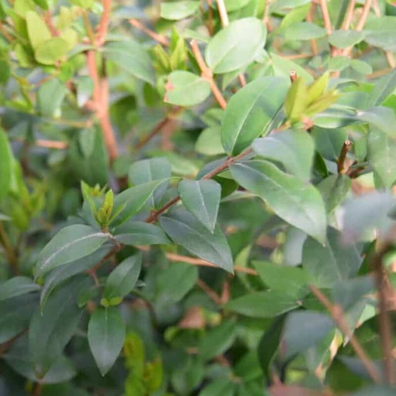 Myrtus communis 40-60 cm